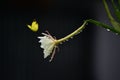 Beautiful fishbone cactus Epiphyllum oxypetalum