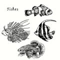 Beautiful fishes collection, Clownfish, red lionfish, schooling bannerfish, siamese fighting fish. Ink black and white doodle Royalty Free Stock Photo