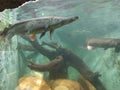 Beautiful Fishes In Srilankan National Zoo in Dehiwala