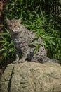 A beautiful Fishing cat