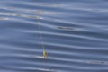 Beautiful fishing float is on the lake and waiting for the fish bite.