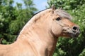 Beautiful fjord pony stallion Royalty Free Stock Photo