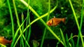 Beautiful flame tetra fish