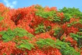 Beautiful Flame tree delonix regia flowers