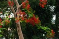 Beautiful The Flame Tree Royalty Free Stock Photo