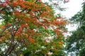 Beautiful The Flame Tree Royalty Free Stock Photo