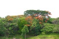 Beautiful The Flame Tree Royalty Free Stock Photo