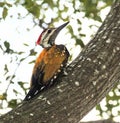 Beautiful Flameback on a tree Royalty Free Stock Photo