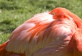 Beautiful Flamingo