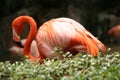 Beautiful Flamingo