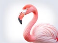 Beautiful flamingo bird isolated Royalty Free Stock Photo