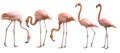 Beautiful flamingo bird isolated Royalty Free Stock Photo