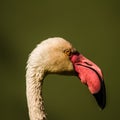 Beautiful flamingo Royalty Free Stock Photo