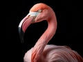 Ai Generated illustration Wildlife Concept of Beautiful flamingo bird isolated Royalty Free Stock Photo