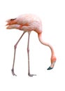Flamingo bird isolated Royalty Free Stock Photo