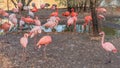 Beautiful flamingo birds standing in water pond at city zoo