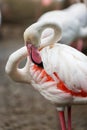 A beautiful flamingo cleaning its feathers Royalty Free Stock Photo