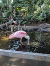 Lowry Park zoo Tampa Florida flamingo