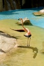 Beautiful flamingo flapping wings