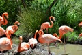 Flamingo Lingo Group