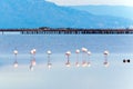 Beautiful flamingo group in the water in Delta del Ebro, Catalunya, Spain.