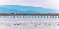 Beautiful flamingo group in the water in Delta del Ebro, Catalunya, Spain. Copy space for text.