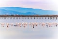 Beautiful flamingo group in the water in Delta del Ebro, Catalunya, Spain. Copy space for text. Royalty Free Stock Photo