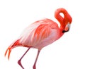 Beautiful Flamingo Isolated on White Background