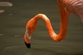 Flamingos, Jurong Bird Park, Singapore