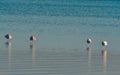 A beautiful flamingo sleeping on a cold winter morning Royalty Free Stock Photo