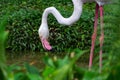 Beautiful flamingo standing and relaxing in the lake at national park, pink big bird greater flamingo. Phoenicopterus rubber.