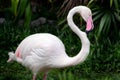 Beautiful flamingo standing and relaxing in the wild at national park, pink big bird greater flamingo. Phoenicopterus rubber.