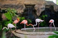 Beautiful Flamingo type of bird in family Phoenicopteridae.