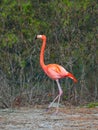 beautiful flamingo walks through forest