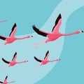 Beautiful flamingos birds flock flying