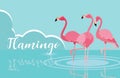 Beautiful flamingos birds flock in the landscape Royalty Free Stock Photo