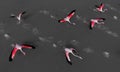 Beautiful flamingos birds in lake water. Spain Royalty Free Stock Photo