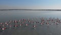 Beautiful flamingos birds in lake water. Spain Royalty Free Stock Photo