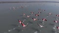 Beautiful flamingos birds in lake water. Spain Royalty Free Stock Photo