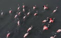 Beautiful flamingos birds in lake water. Spain Royalty Free Stock Photo