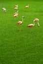 Beautiful flamingos group walking on the grass in the park. Vibrant bird on a green lawn on a sunny summer day. Flamingo