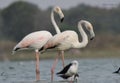 Beautiful Flamingos pair