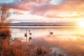 Beautiful flamingos at sunset on the lake with Ai Generated