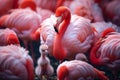 Beautiful flamingos are walking in the water. An American Flamingo bird is strolling in a pond with a small chick.