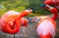 Beautiful flamingos walking in the water with green grasses background. American Flamingo walking in a pond. Royalty Free Stock Photo