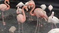 Beautiful flamingos walking in the water with green grasses background. American Flamingo walking in a pond. Royalty Free Stock Photo