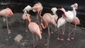 Beautiful flamingos walking in the water with green grasses background. American Flamingo walking in a pond. Royalty Free Stock Photo