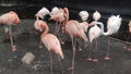 Beautiful flamingos walking in the water with green grasses background. American Flamingo walking in a pond. Royalty Free Stock Photo