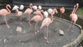 Beautiful flamingos walking in the water with green grasses background. American Flamingo walking in a pond. Royalty Free Stock Photo