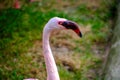 Beautiful flamingos walking in the water with green grasses background. American Flamingo walking in a pond. Royalty Free Stock Photo